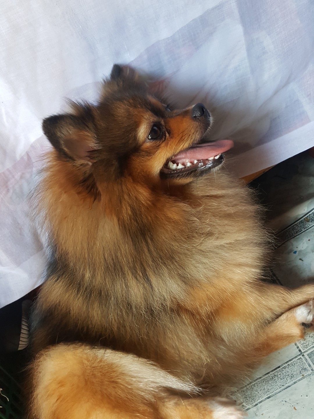 Dijual Anjing Pom Milik Pribadi Pet Supplies Accessories On