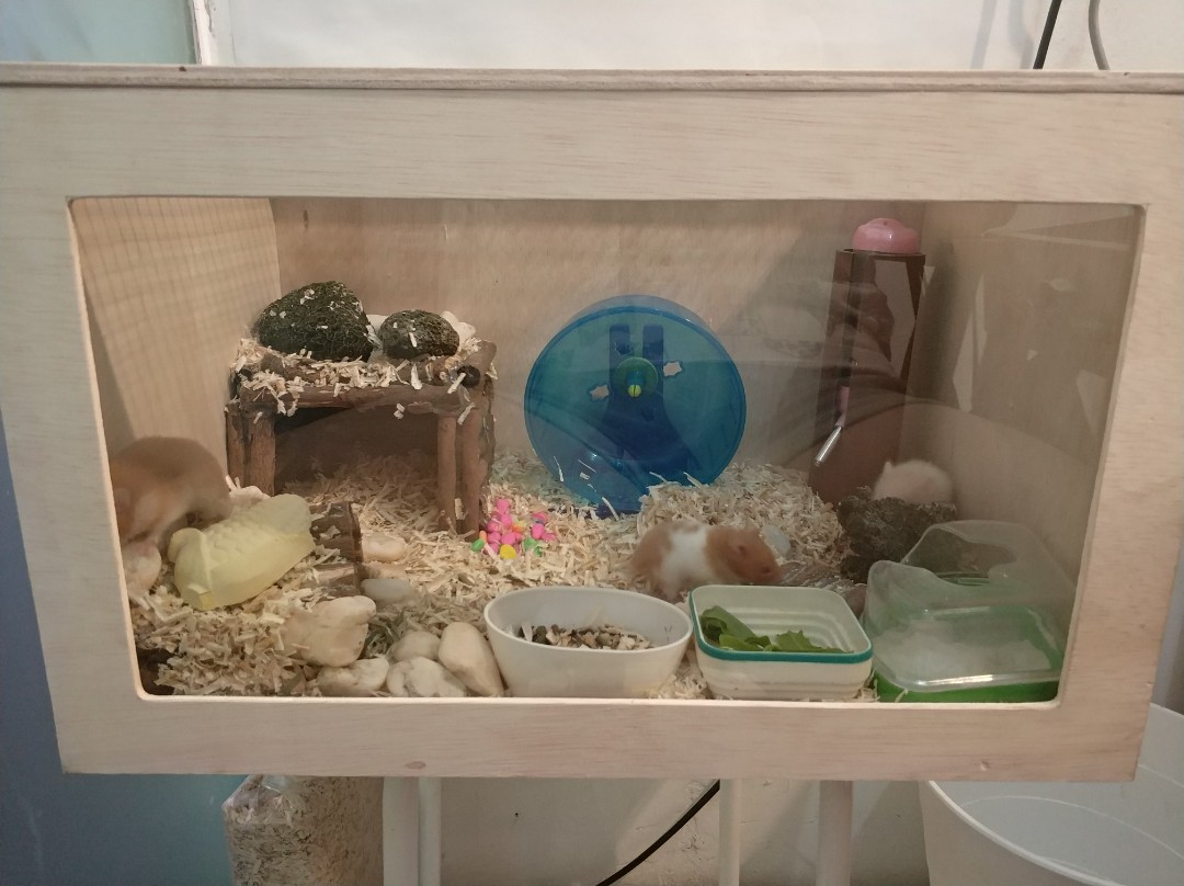 Kandang Hamster Second