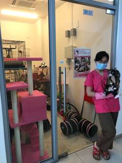 CAT GROOMING SERVICE CAT GROOMING SERVICE