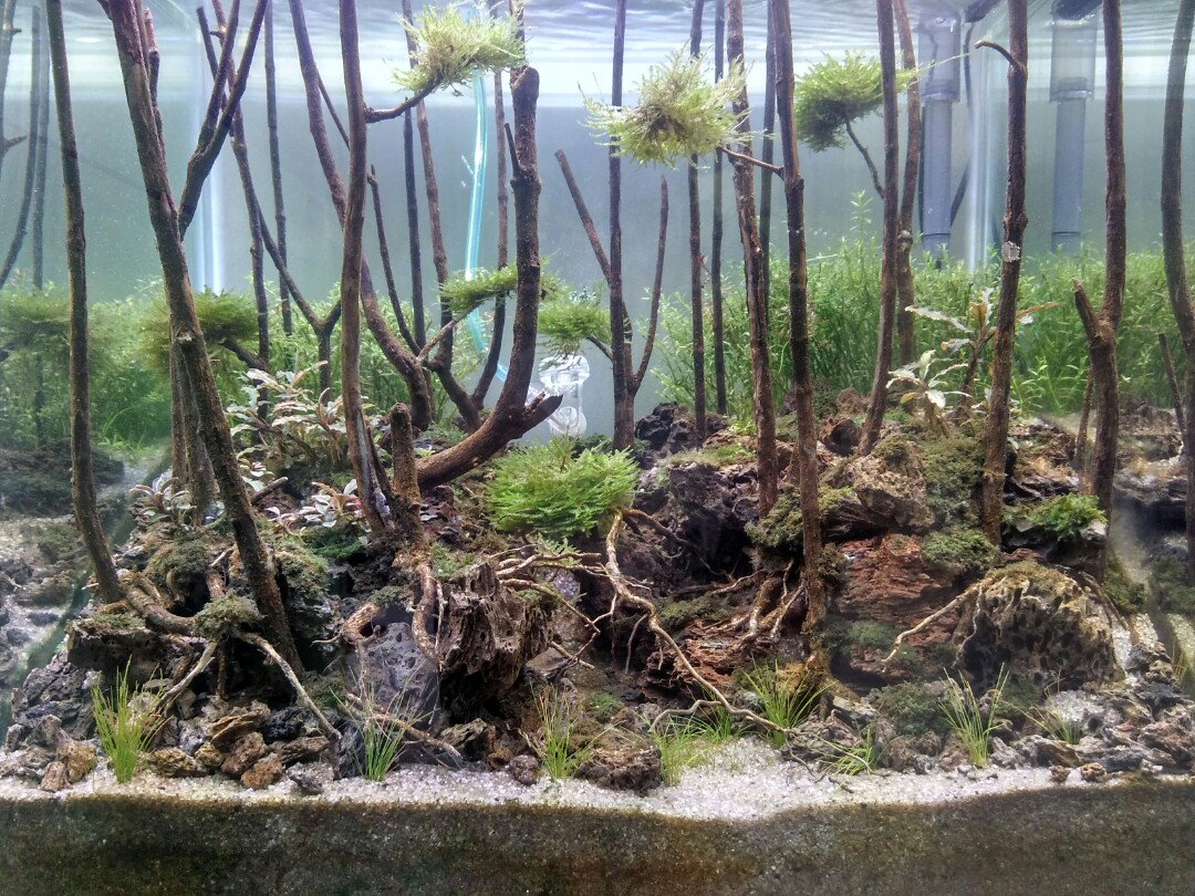 Aquascape Jungle Style Perlengkapan Hewan Aksesoris Hewan Di Carousell