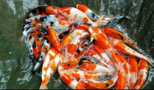 pembekal ikan koi malaysia