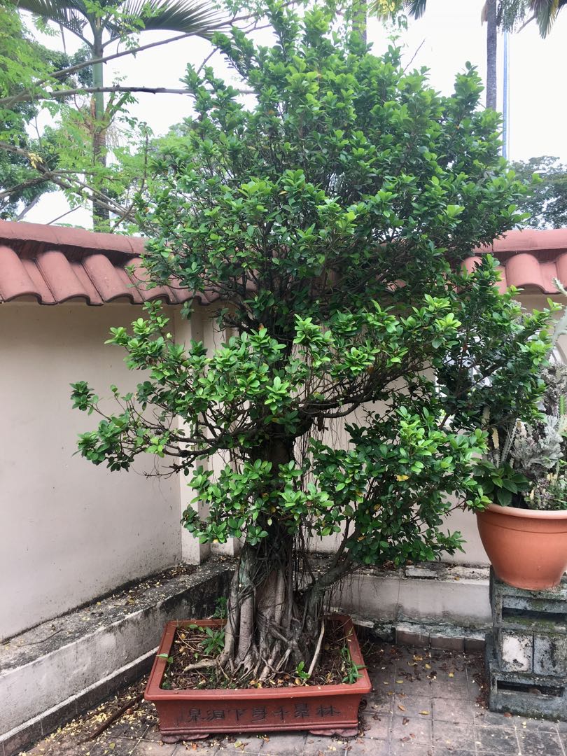 Chinese Banyan - *Wigert's Specimen Tree* - Wigert's Bonsai