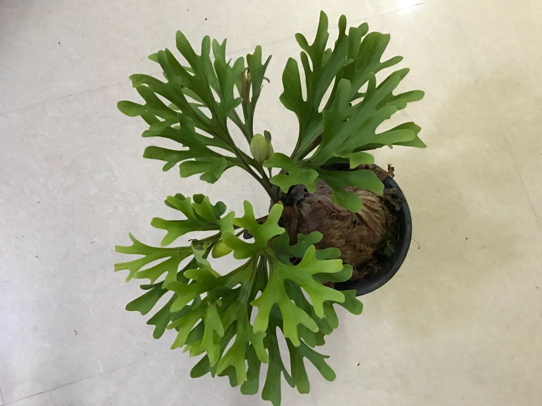 Platycerium Ridleyii Fern Gardening On Carousell