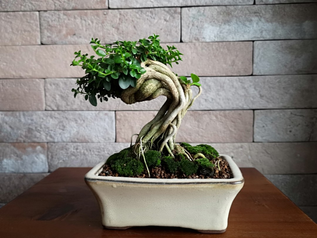 Premna Obtusifolia Bonsai (Shohin Size), Gardening on Carousell