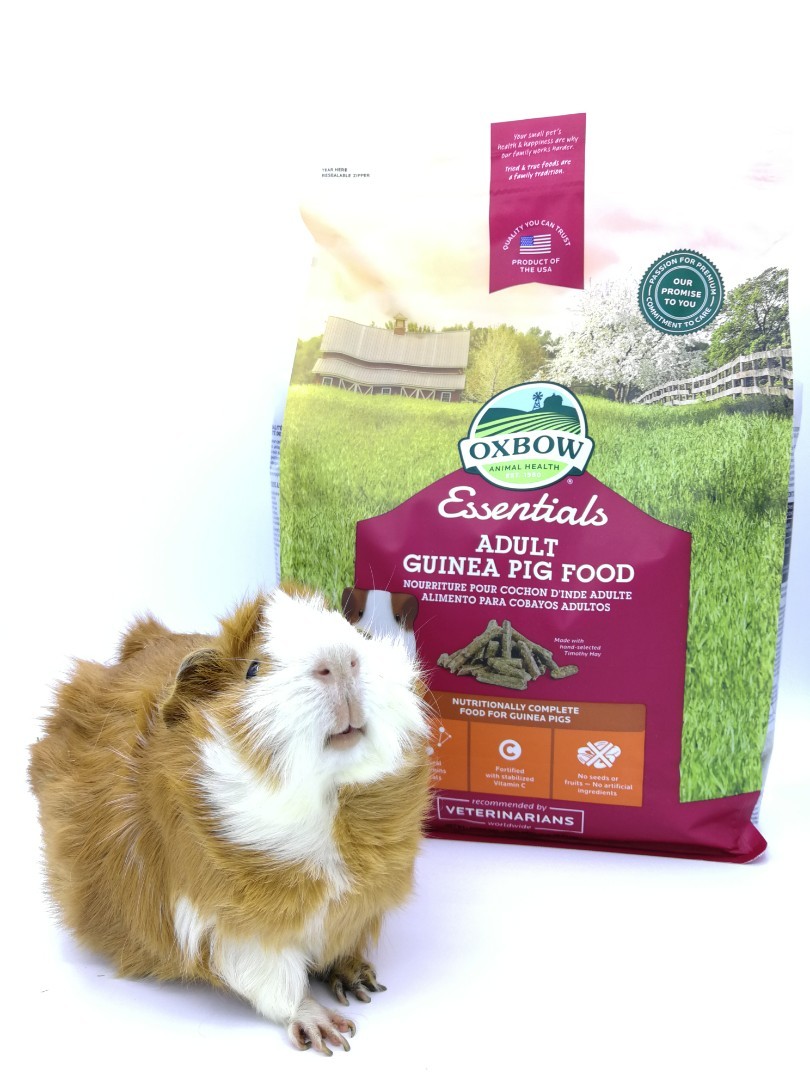 oxbow adult guinea pig food