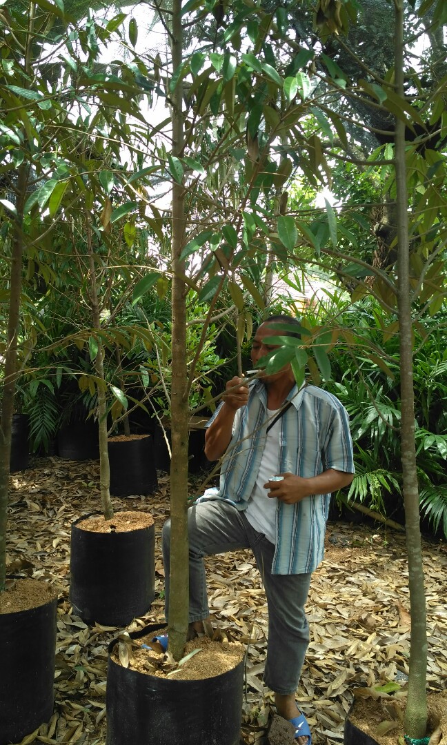 Bibit durian montong 3 meter cod bandar lampung, Gardening 