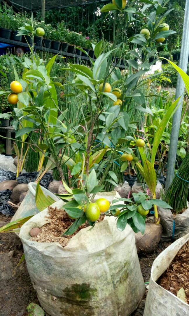 Bibit Jeruk Nagami Lebat Di Pot Bandar Lampung Perkebunan Di Carousell