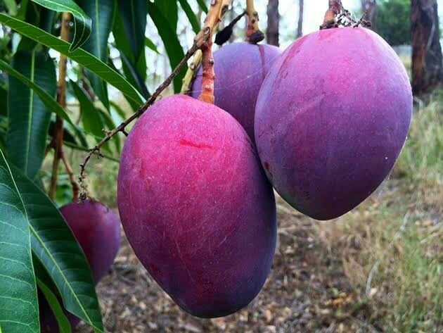 Bibit Mangga Ungu Irwin Asal Jawa Barat Cod Bandar Lampung