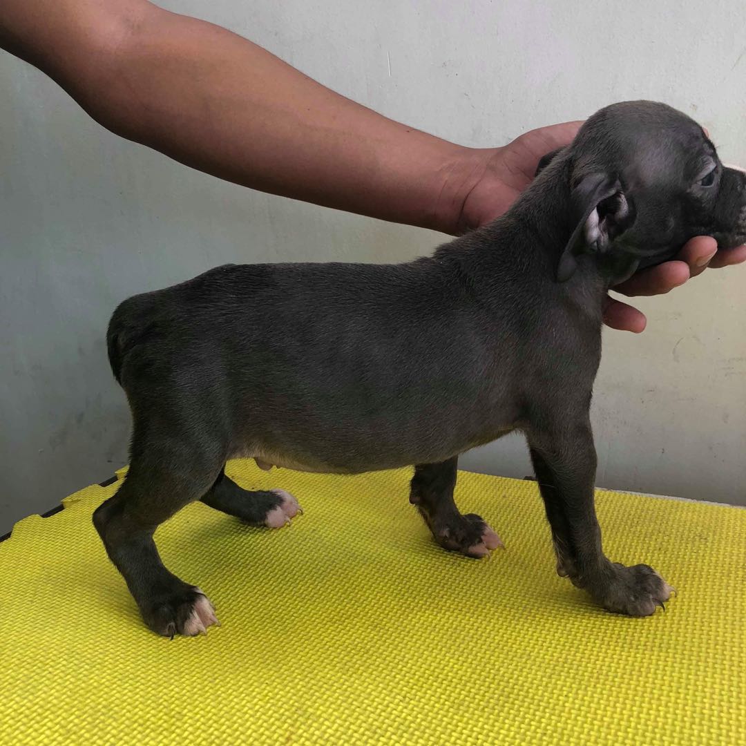 Exotic American bully puppies Pet Supplies Homes Other Pet