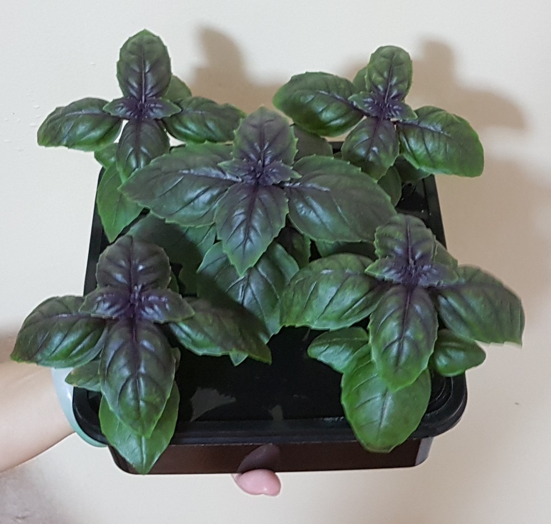 13aug2019 Greengift Hydroponic Beginner Starter Kit Gardening
