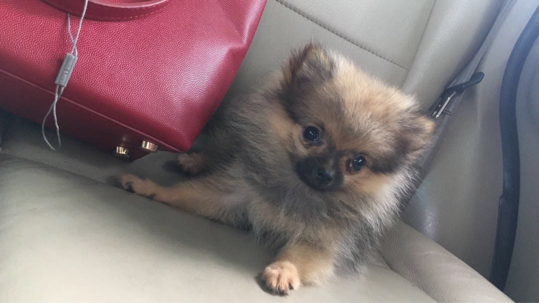 Anjing Super Mini Pom Pet Supplies Accessories On Carousell