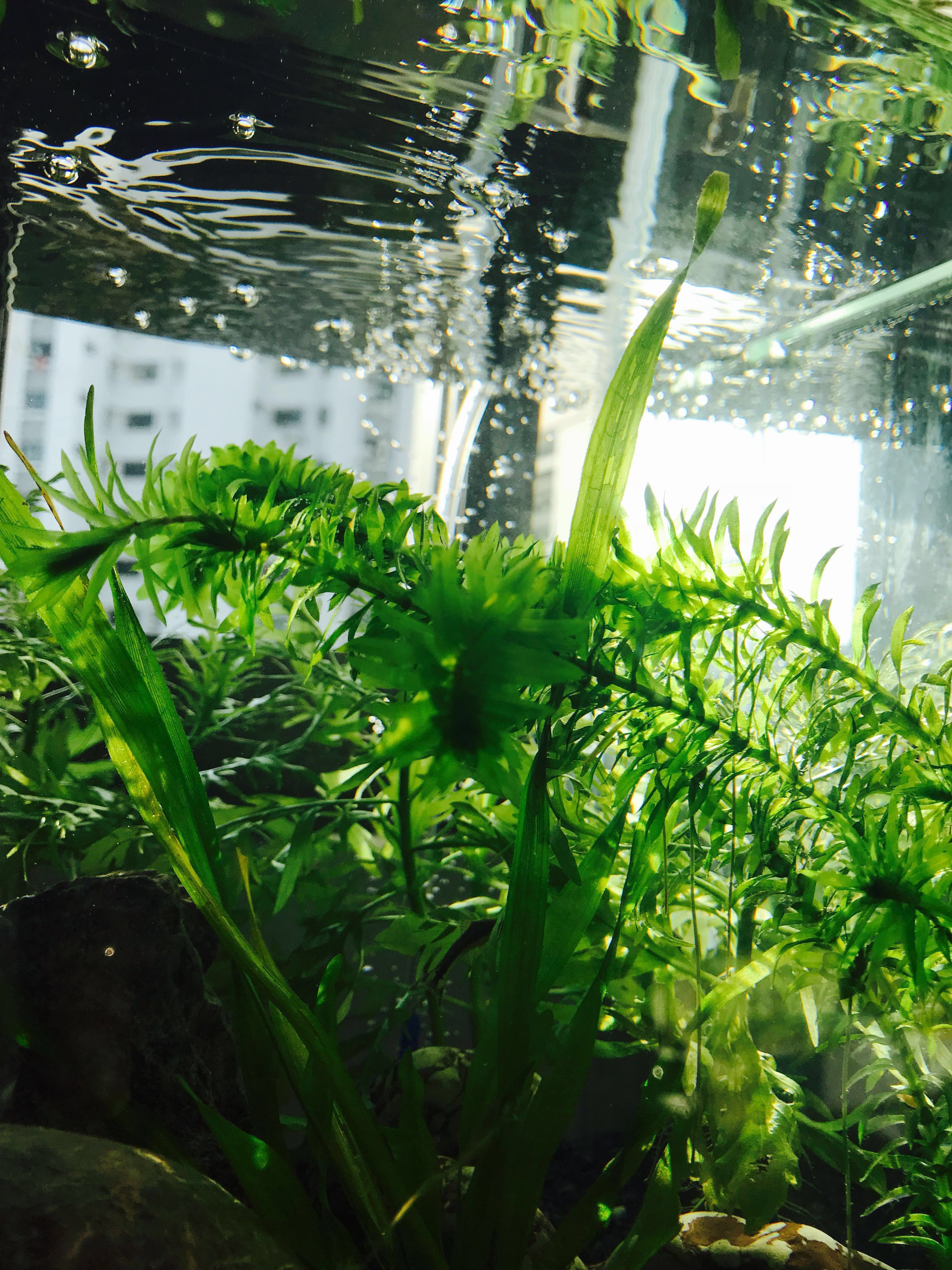 [out of stock] Aquatic / Water plants Hydrilla, Pet Supplies, Homes