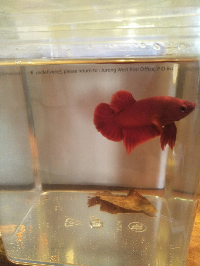 selling betta fish