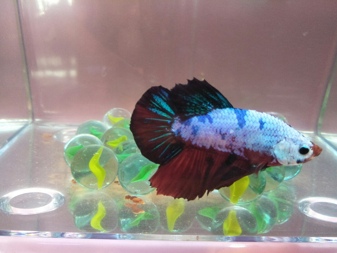 Selling betta fish hot sale