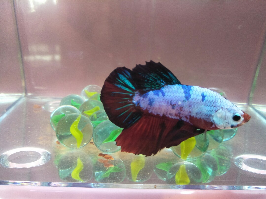 Selling betta best sale fish