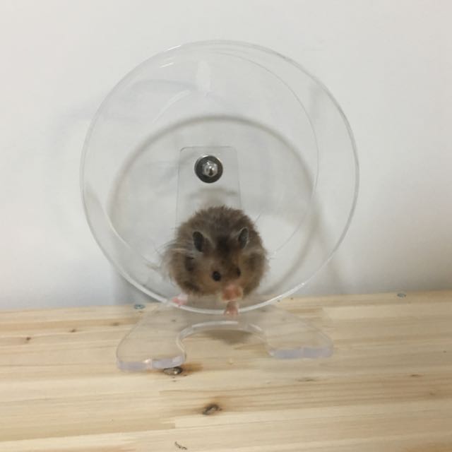 ZOOG Transparent Hamster Running Wheel, Pet Supplies, Homes & Other Pet