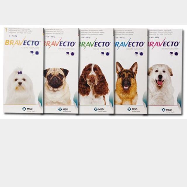 bravecto australian shepherd