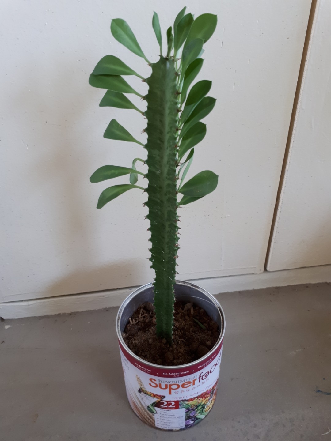 Plant, Furniture & Home Living, Gardening, Plants & Seeds on Carousell