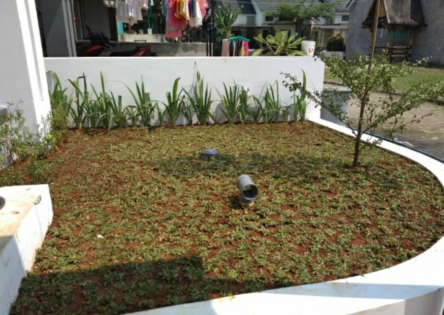 Rumput Gajah Mini Untuk Taman On Carousell 8017