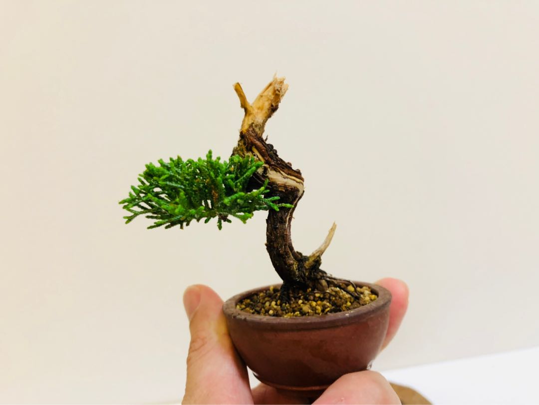 日本高級指上魚川真柏盆栽, 傢俬＆家居, 園藝, 植物及種子- Carousell