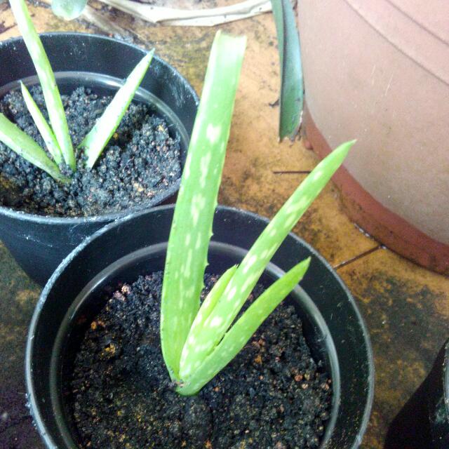 Aloe Vera Plants Babies Home Furniture Gardening On Carousell