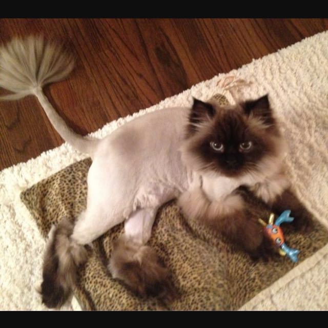 20 Top Images Himalayan Cat Shaved Like Lion : Shakesville Daily Dose Of Cute