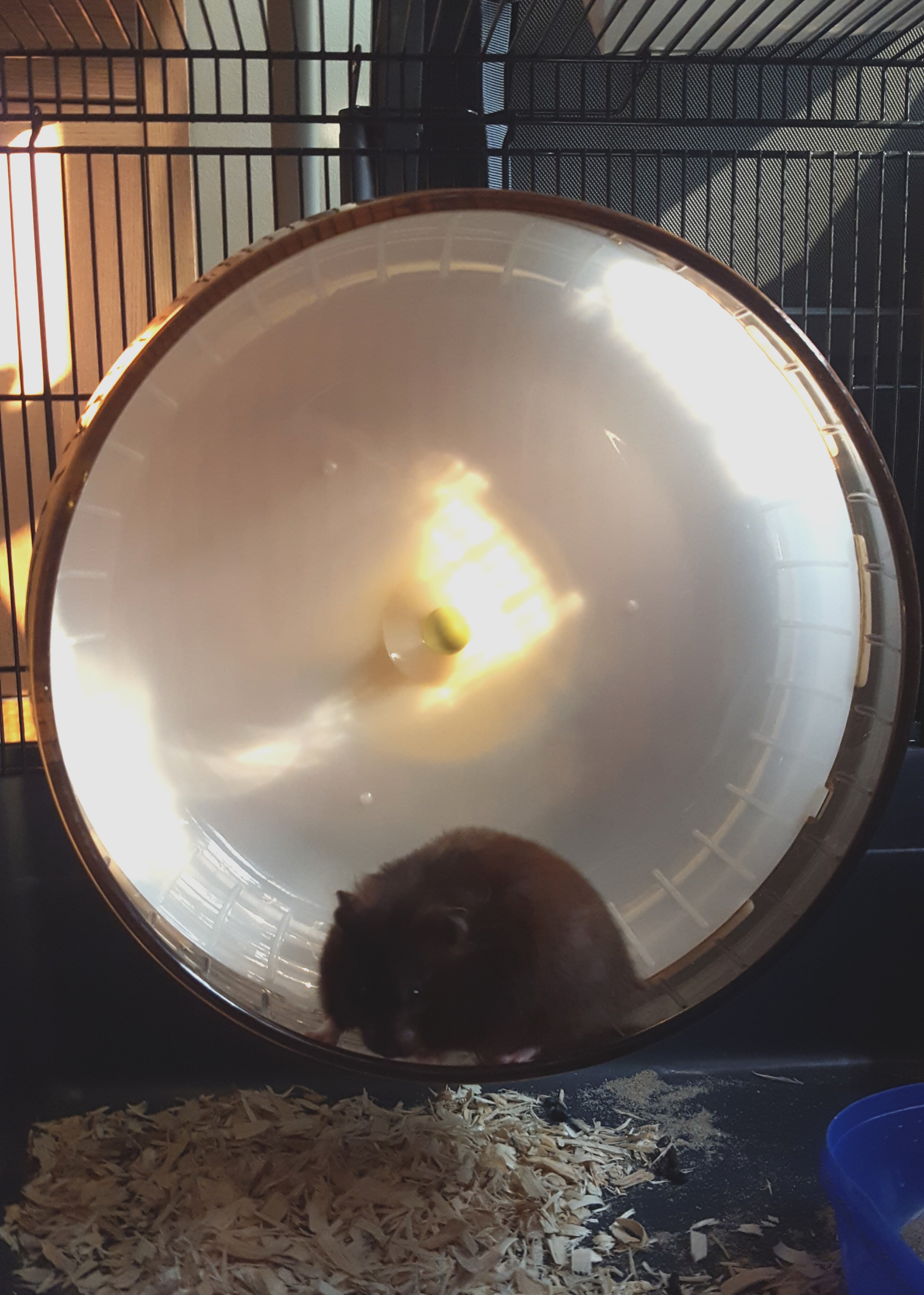 30cm hamster wheel new arrivals