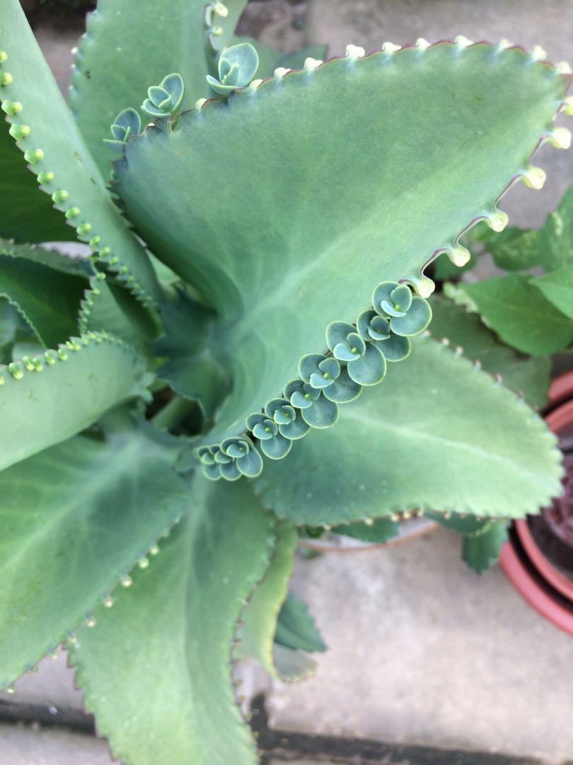 1 變10 不死鳥落地生根容易種的植物 傢俬 家居 園藝 植物及種子 Carousell