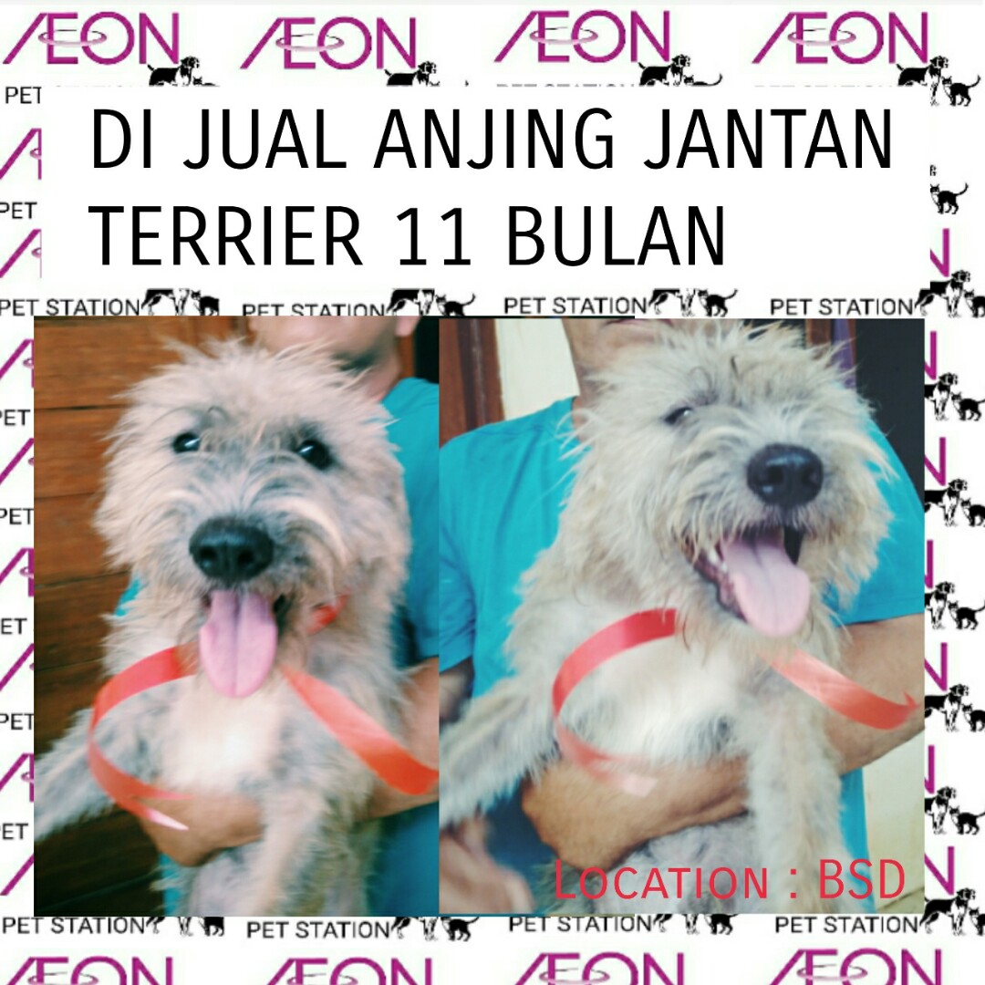 Anjing Terrier Pet Supplies Accessories On Carousell