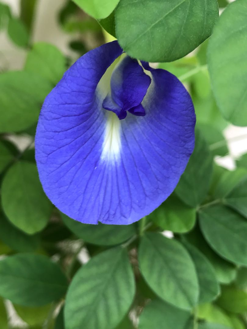 Blue Pea Seed Pods For Sale Gardening Plants On Carousell