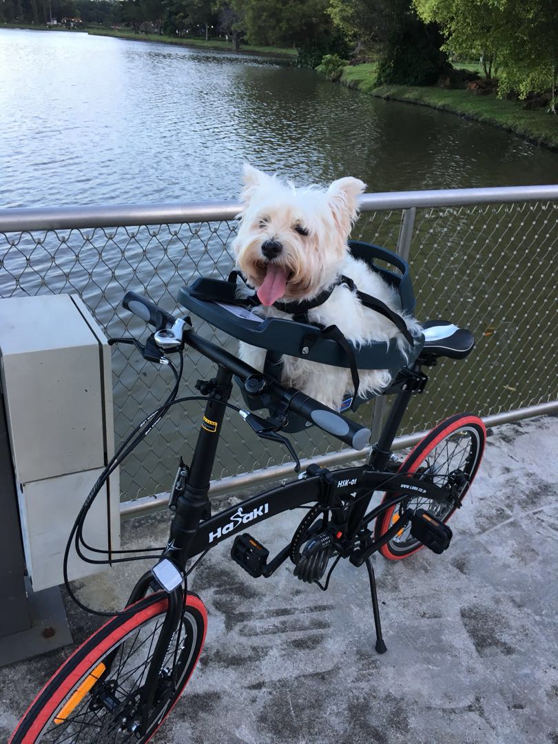 buddyrider dog bike seat