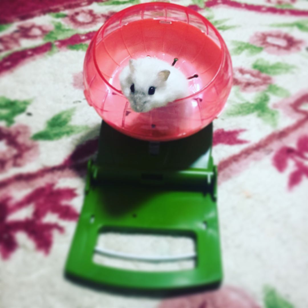 Hamster Wheel, Pet Supplies, Homes & Other Pet Accessories on Carousell