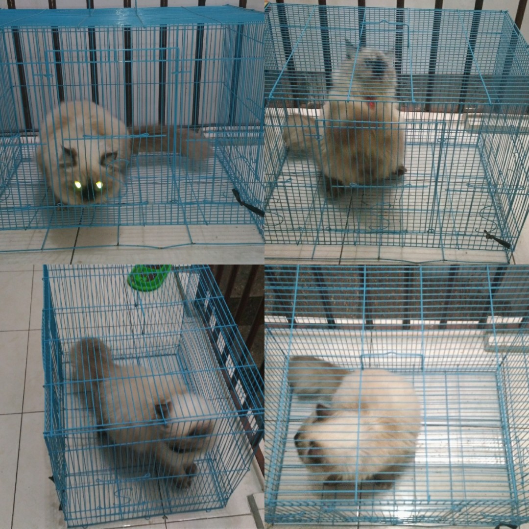 Kandang Lipat Kucing Anjing Kecil Kelinci Pet Supplies