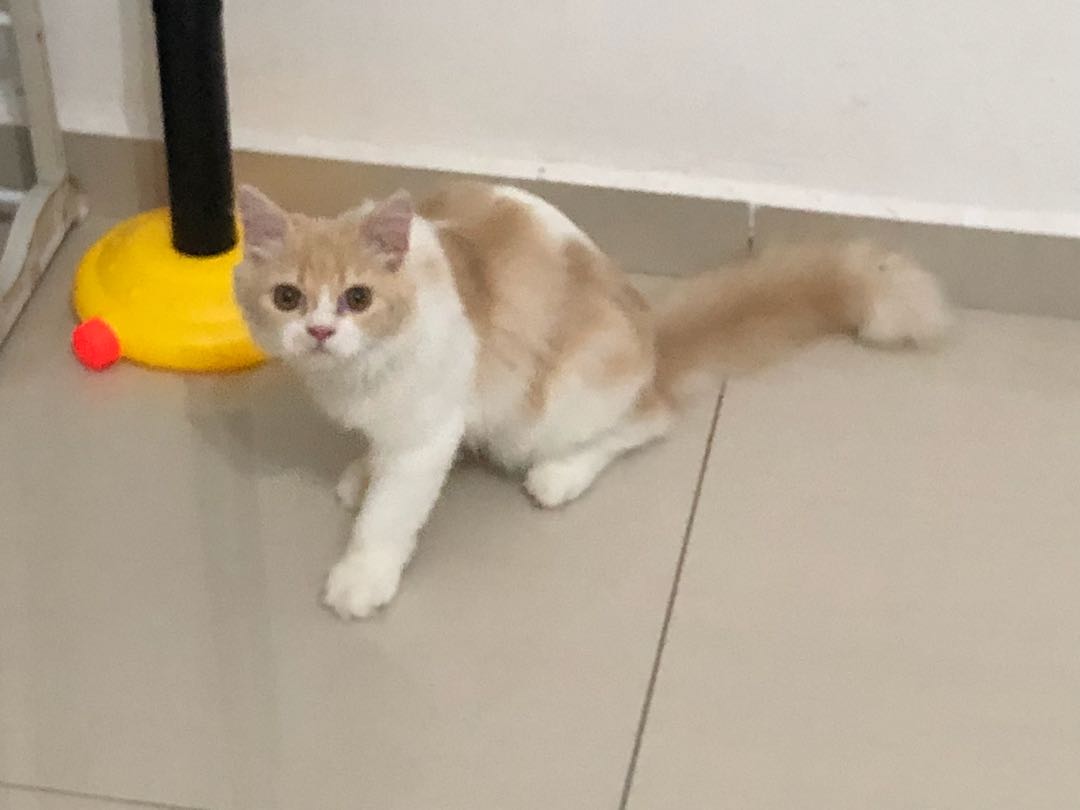Non standard store munchkin kitten