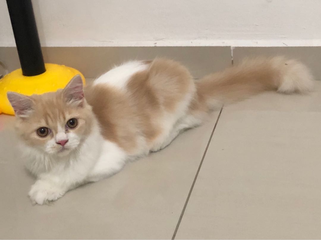 Non Standard Munchkin, Pet Supplies, Homes & Other Pet Accessories on