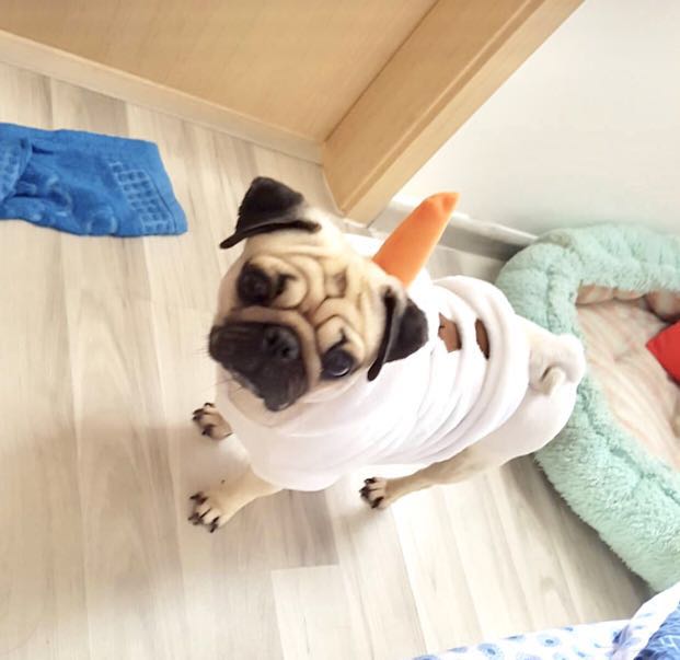 Olaf dog 2025 costume
