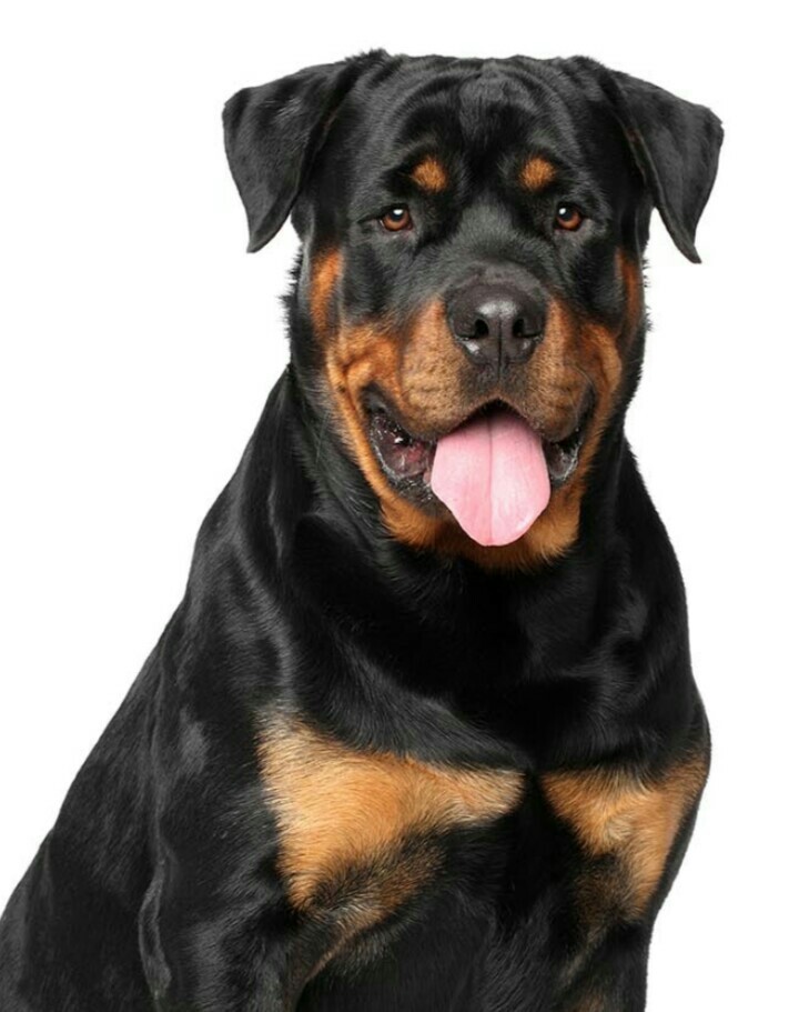 Pencak Anjing Kawin Pinjam Rotweller Jantan Betina Jakarta Pet