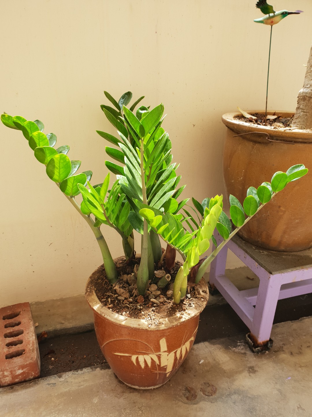 Prosperity Feng Shui Plant, Gardening, Plants on Carousell