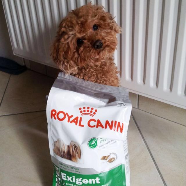 Royal Canin Mini Exigent Dry Dog Food Pet Supplies For Dogs Dog Food On Carousell