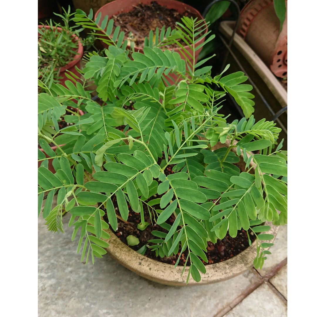 Tamarind Assam Seedlings Edible Leaves Gardening Plants On Carousell