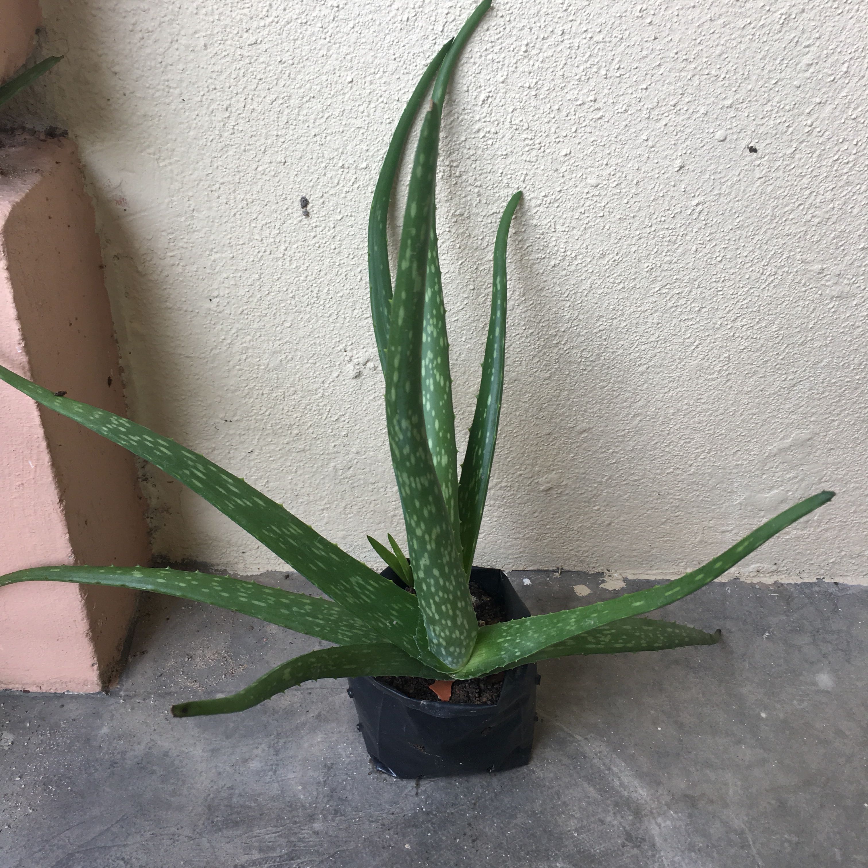 Aloe Vera Plants In Poly Bag Home Furniture Gardening On Carousell