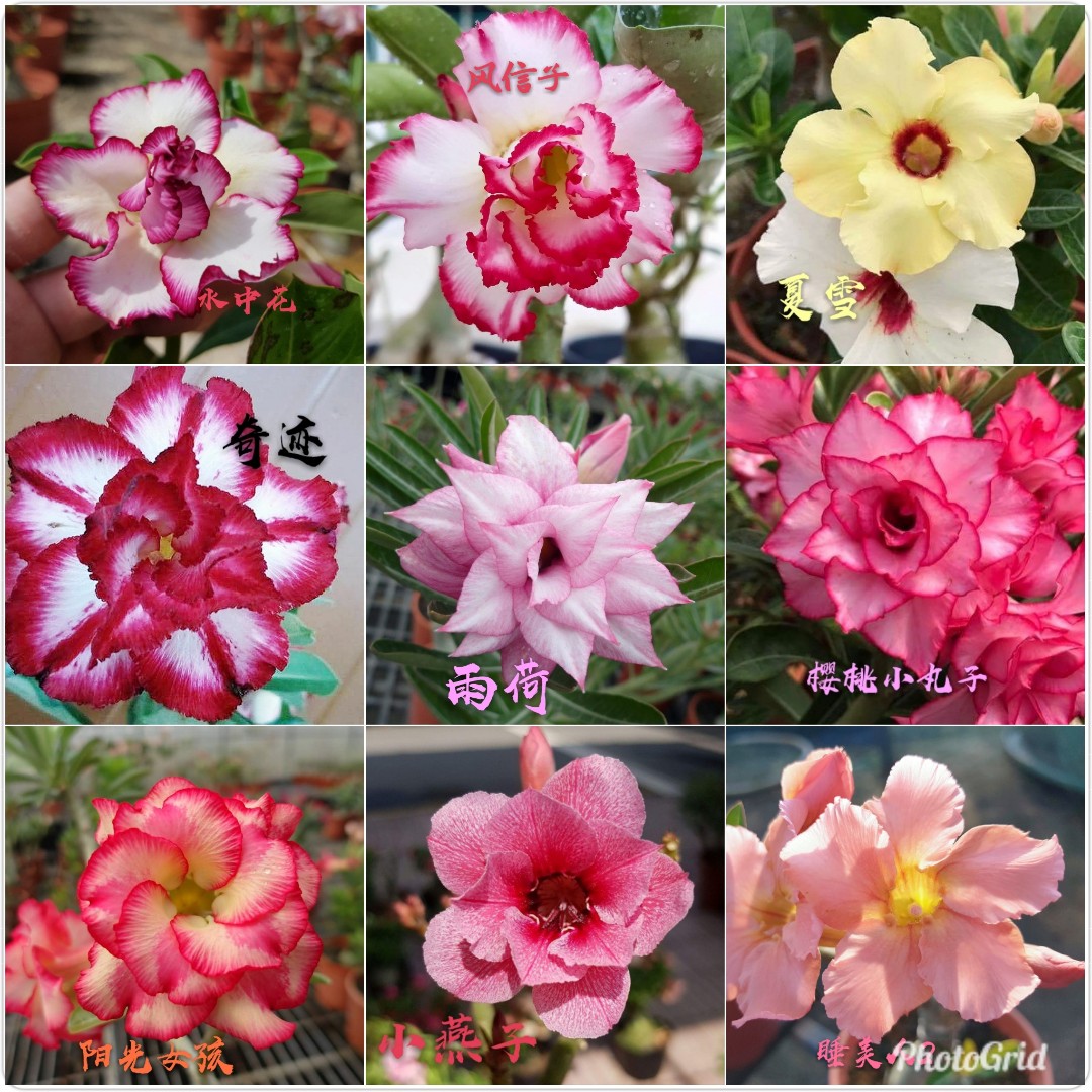 Taiwan Flower Type 富贵花 Gardening Plants On Carousell Taiwan Flower Type 富贵花 Gardening Plants On Carousell