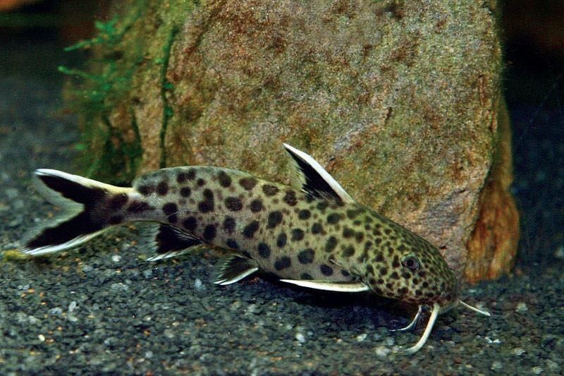 Petricola Catfish (3 of them), Pet Supplies, Homes & Other Pet