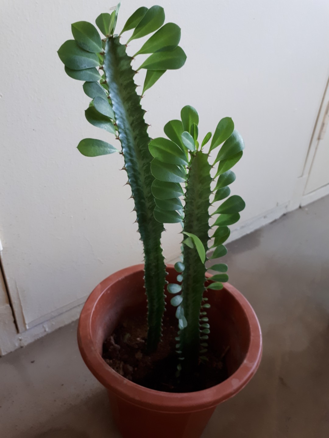 Plant, Furniture & Home Living, Gardening, Plants & Seeds on Carousell