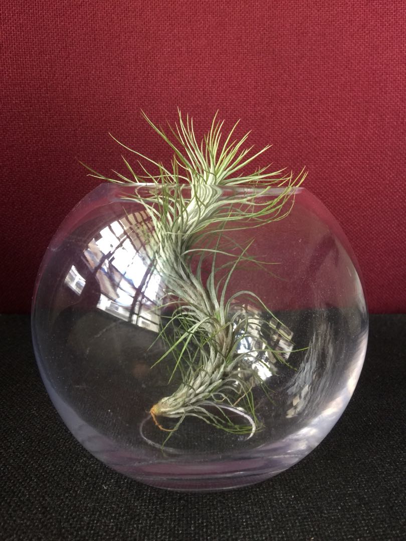 Dragonball Airplant In A Ball Shape Pot Home Furniture