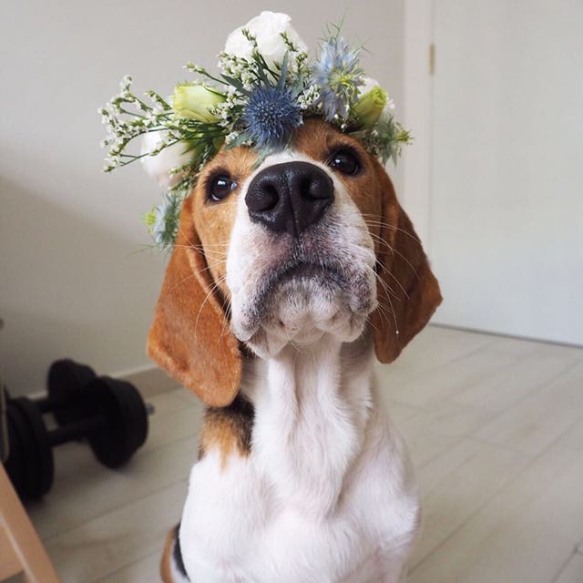 fresh flower headband