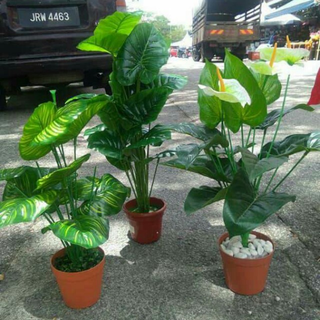 Pokok Hiasan Home Furniture Gardening On Carou