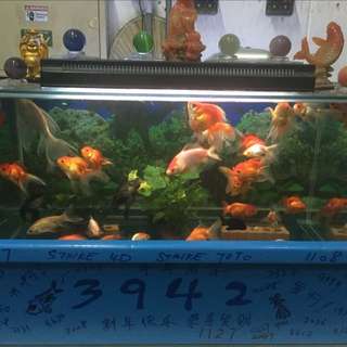 LAQUAL 3 Gallon Ultra Clear Glass Fish Tank, Rimless Low Iron Aquarium for  Betta/Nano/Goldfish/Snail/Shrimp, Small Fish Tank with Fish Net & Cleaning