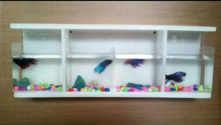 Aquarium ikan  cupang  dan rak  Pet Supplies Accessories on 