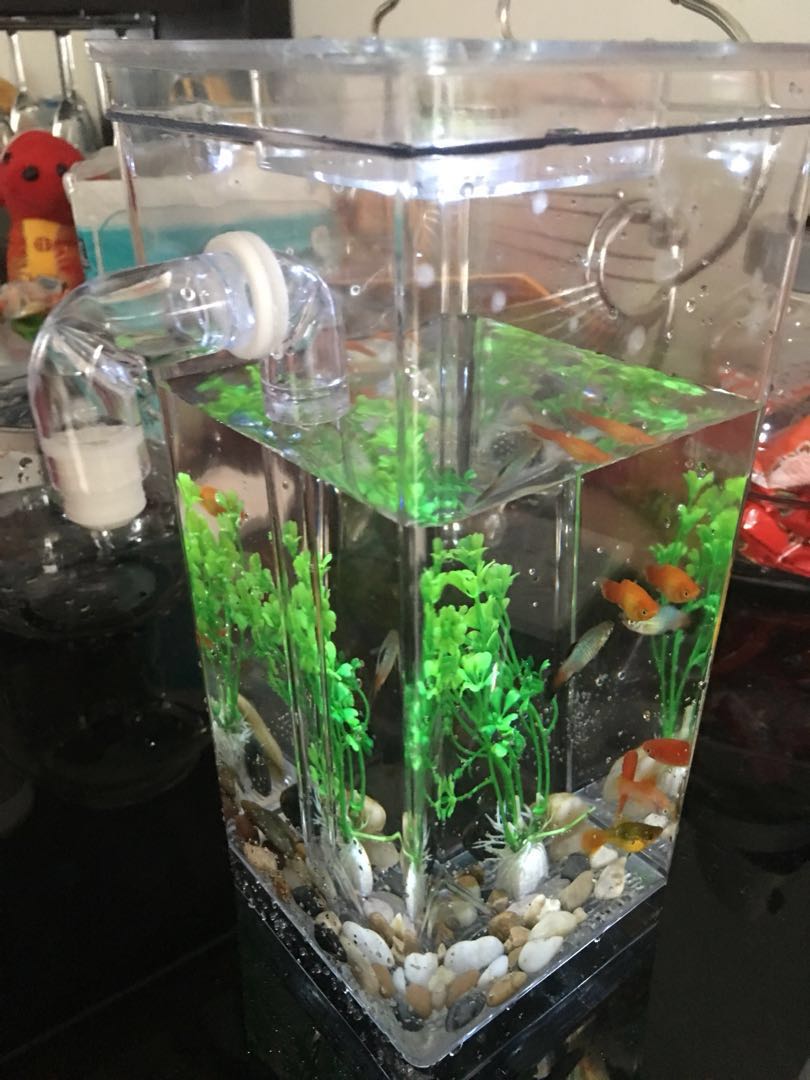 my fun fish tank